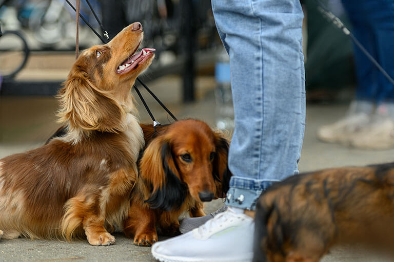 犬の死亡原因の1位はがん